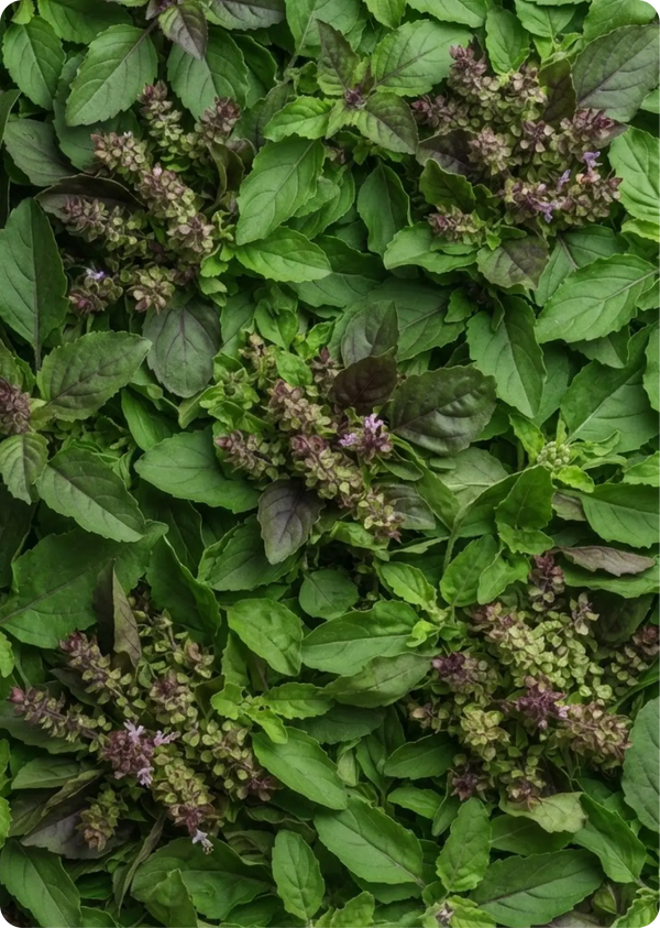 Tulsi (Holy Basil)