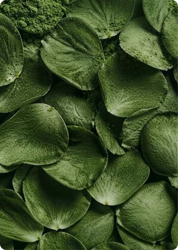 Matcha