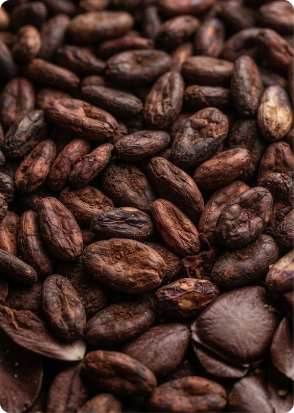 Cacao