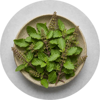 Tulsi
