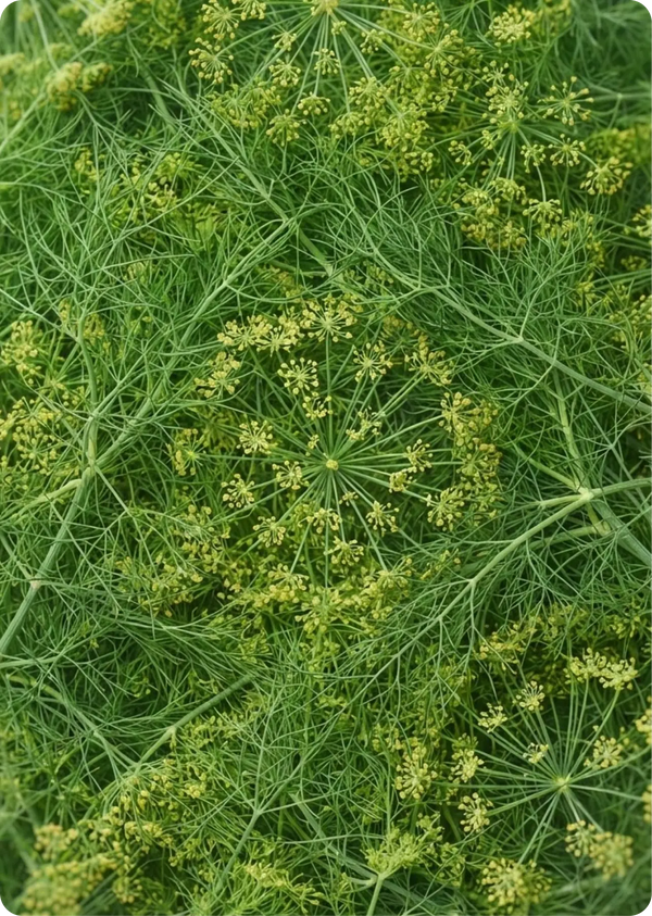 Fennel