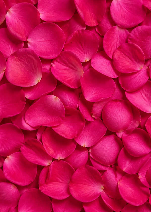 Rose Petal